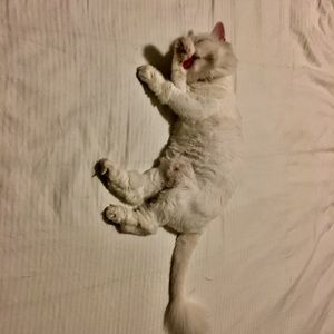 Meet your Posher, Lynn